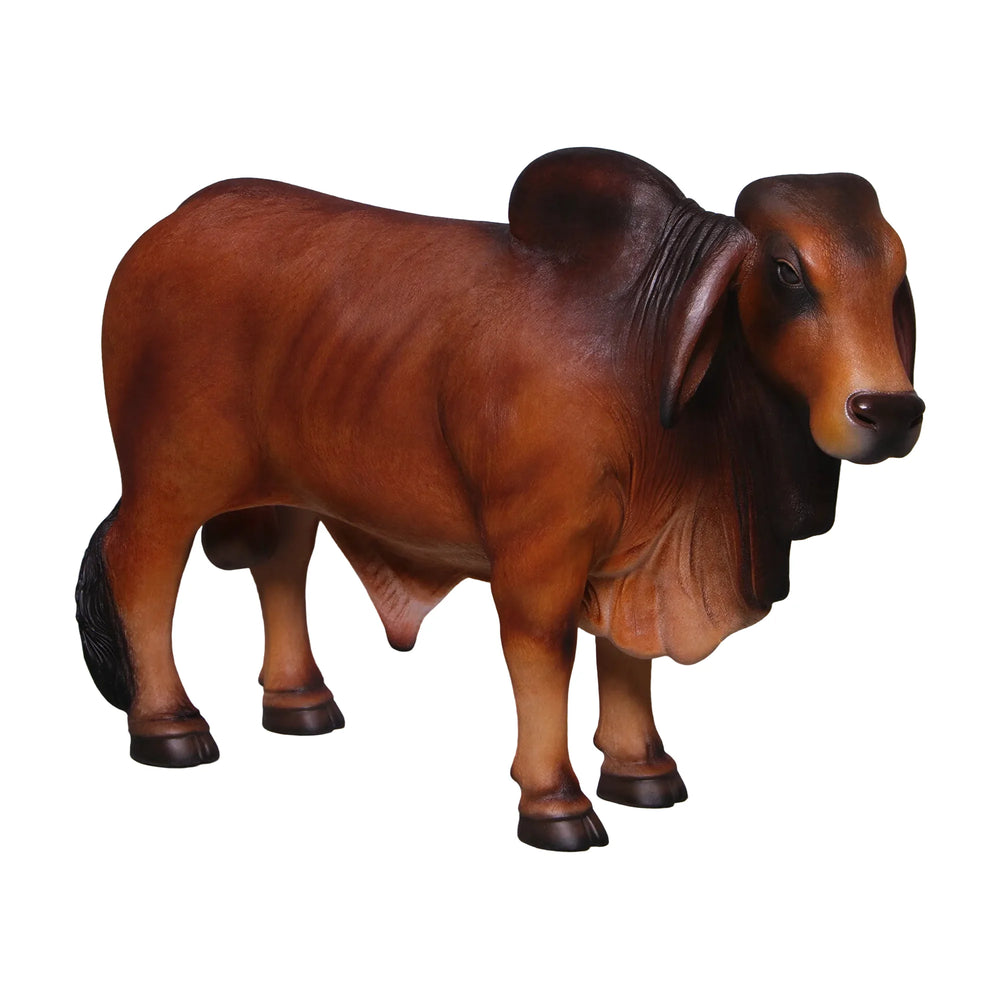 Definitive Brahman Looking Right  (not in AUS&NZ)