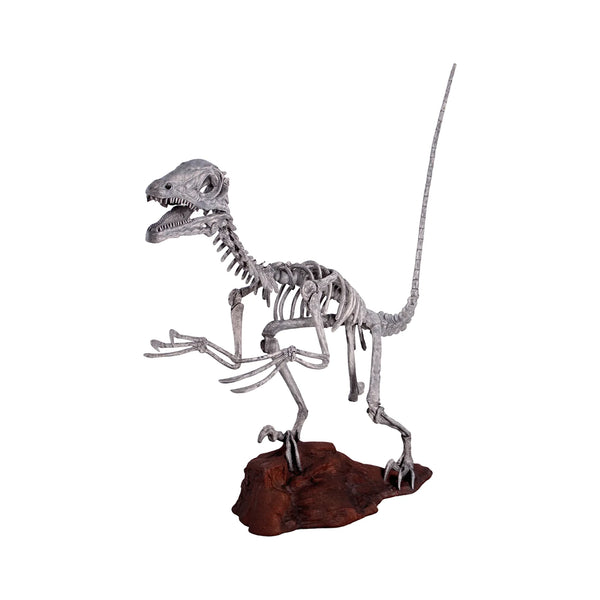 Deinonychus Skeleton