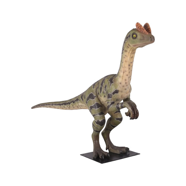 Dilong Paradoxus