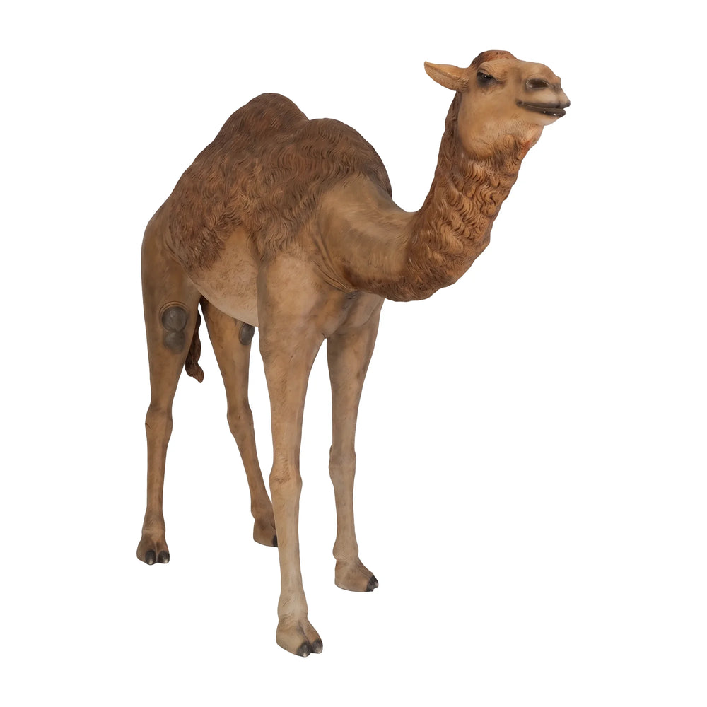 Dromedary Camel (Not in AUS)