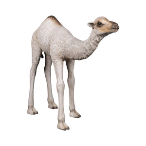 Dromedary Camel Calf (not in Aus)