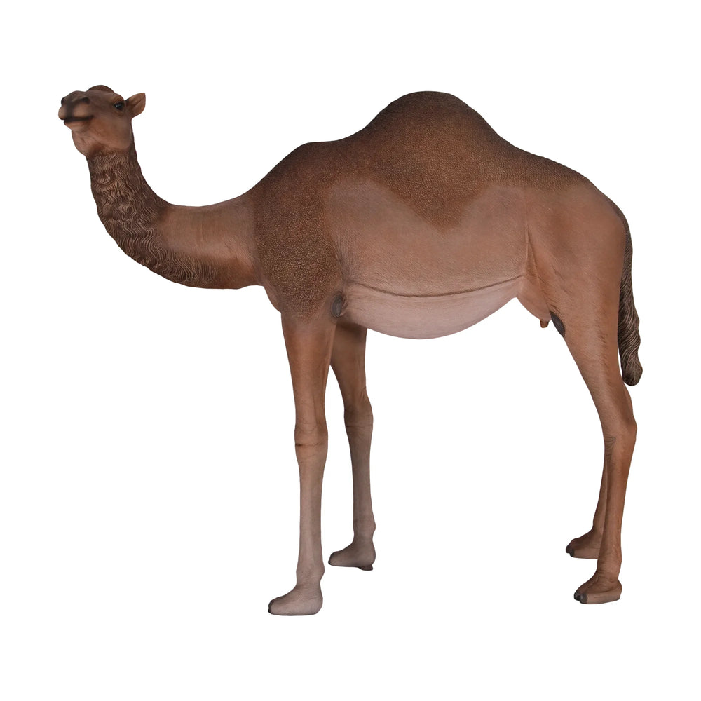 Dromedary Camel - Female (not in Aus)