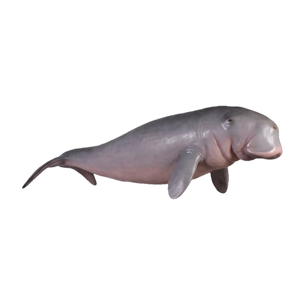 Dugong - Hanging