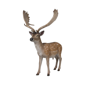 Fallow Deer - Buck