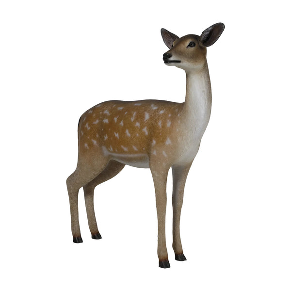 Fallow Deer - Doe