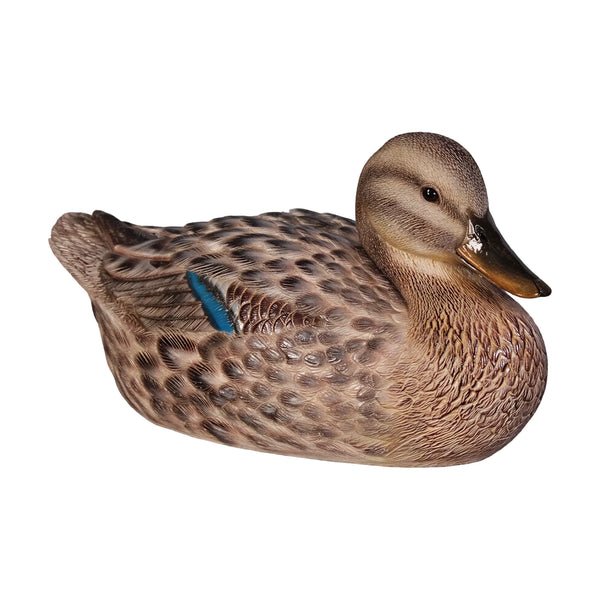 Female Mallard Duck