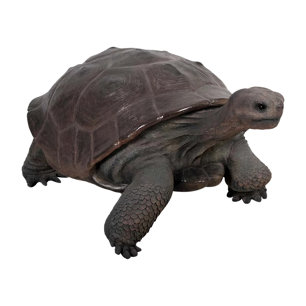 Galapagos Tortoise (Not in Aus)