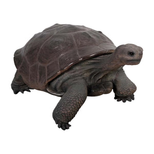 Galapagos Tortoise (Not in Aus)