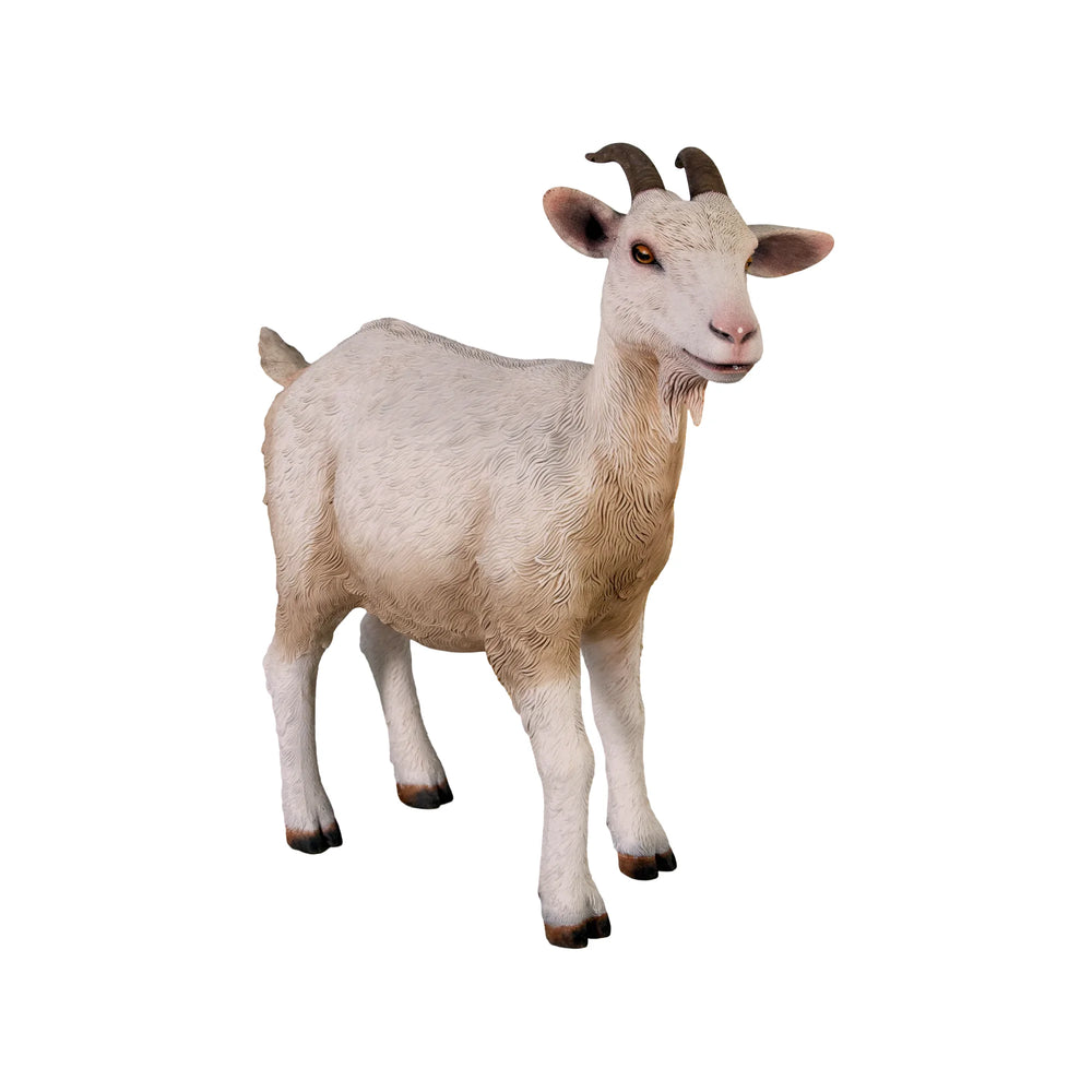 Goat