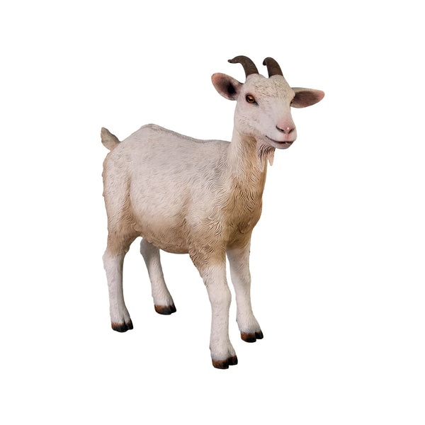 Goat