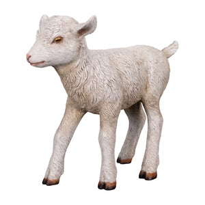 Goat - Kid Standing (not in Aus)