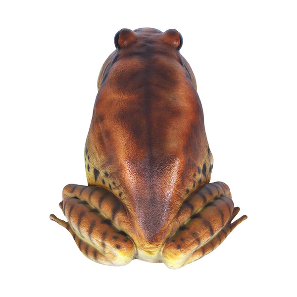 Great Barred Frog (not in Aus)