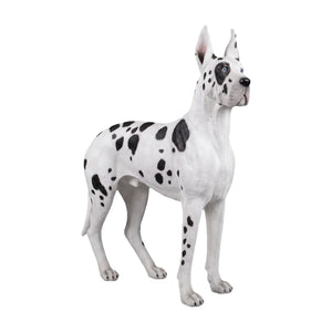 Heinimex Standing Great Dane animal statue, painted finish, realistic life-size style angle view