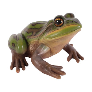 Green and Golden Bell Frog (Not in Aus)