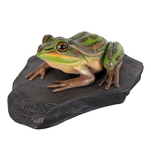 Green and Golden Bell Frog on Rock (Not in Aus)