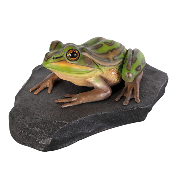 Green and Golden Bell Frog on Rock (Not in Aus)