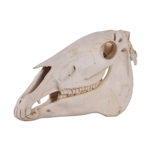 Horse Skull (Not in AUS/NZ)