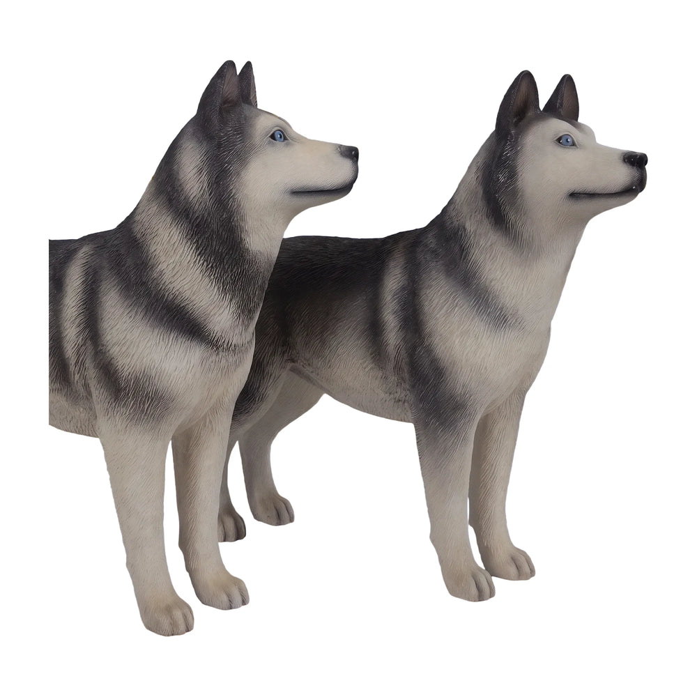 Husky - Looking Left