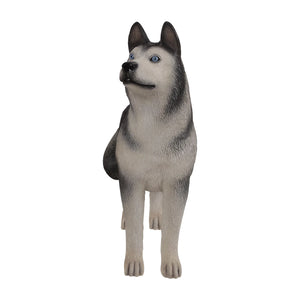 Husky - Looking Right