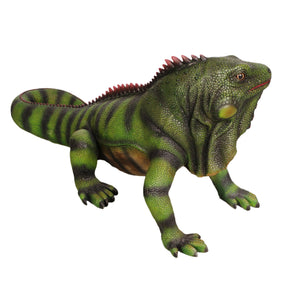 Iguana (not in USA/Canada)