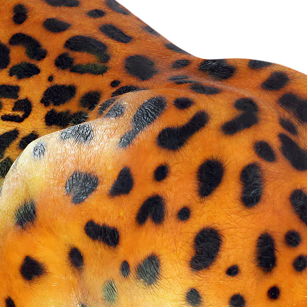 Jaguar (Not in Aus)