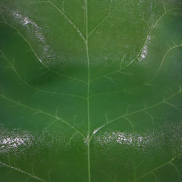 Junior Leaf Chair