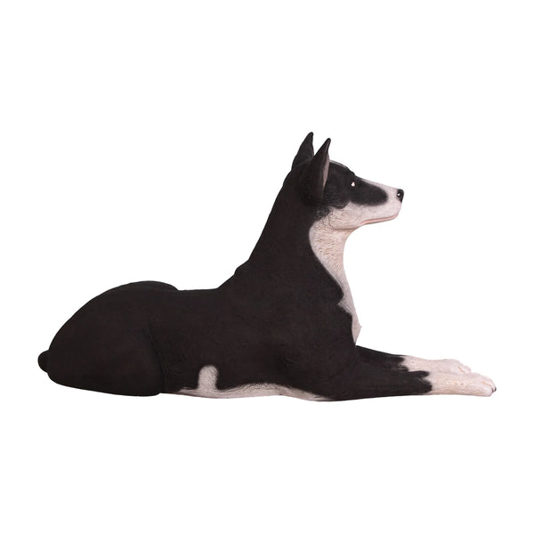 Kelpie Lying Down (not in AUS)