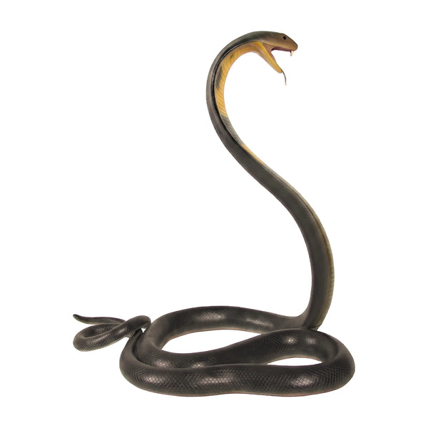 King Cobra - 5 meter