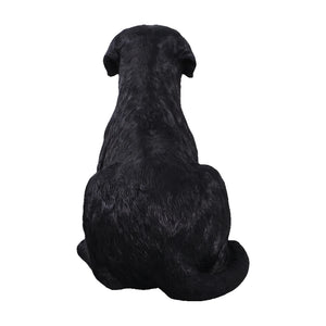 labrador-lying-down-black-back