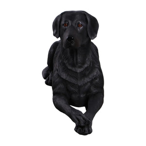 labrador-lying-down-black-front