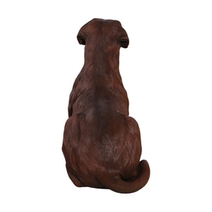 labrador-lying-down-chocolate-back