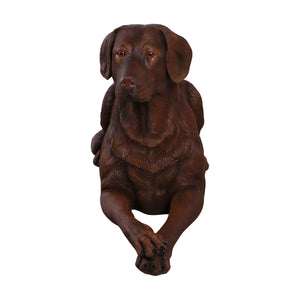 labrador-lying-down-chocolate-front