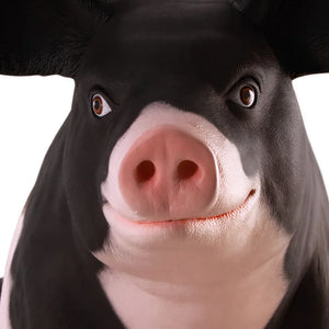 Large Pig (Not in Aus)