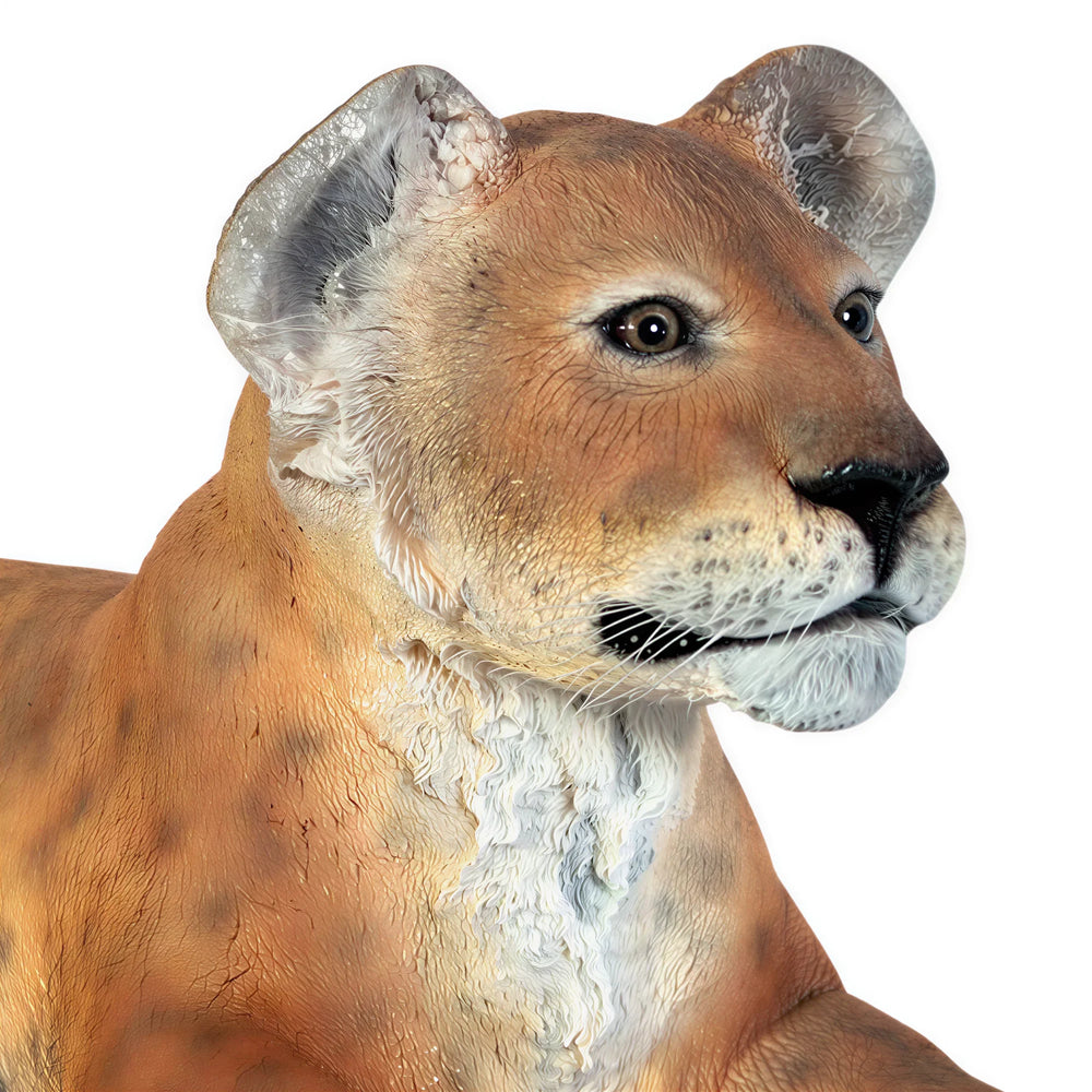 Lion Cub - Lying down (Not in Aus)