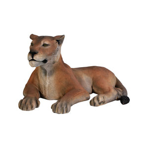 Lioness Lying Down (Not in Aus)