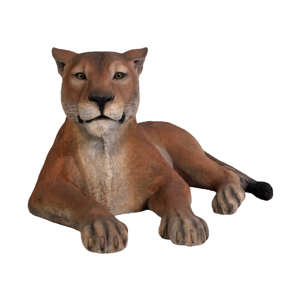 Lioness Lying Down (Not in Aus)