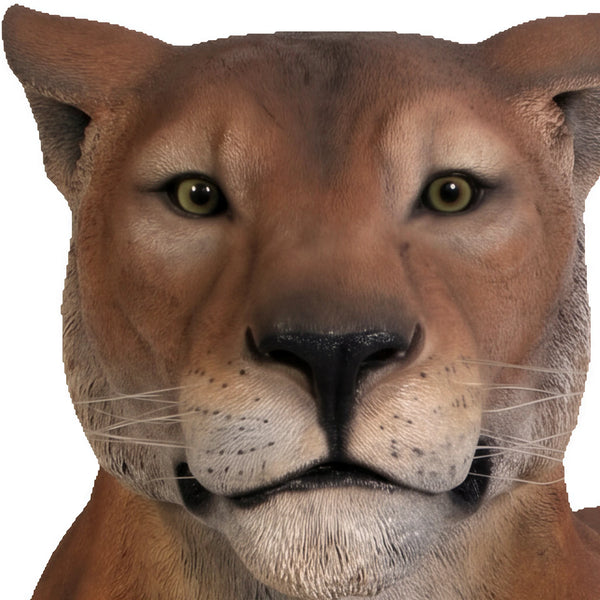 Lioness Lying Down (Not in Aus)
