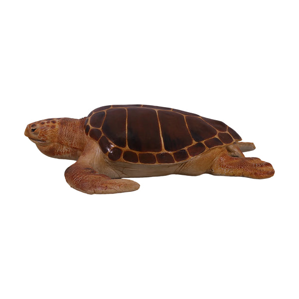 Loggerhead Turtle (Not in Aus)