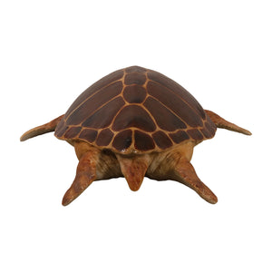 Loggerhead Turtle (Not in Aus)