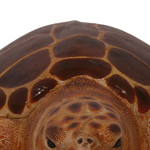Loggerhead Turtle (Not in Aus)