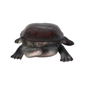 Long-neck Turtle