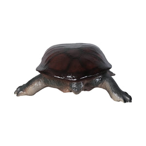 Long-neck Turtle