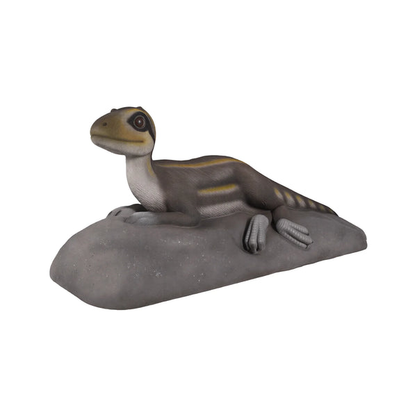 Lying Juvenile Theropod (Not In Aus)