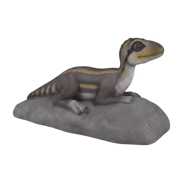 Lying Juvenile Theropod (Not In Aus)