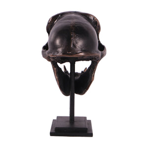 Macaque Skull on Base