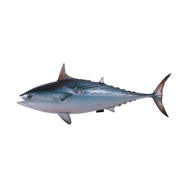 Mackerel Tuna (not in AUS)