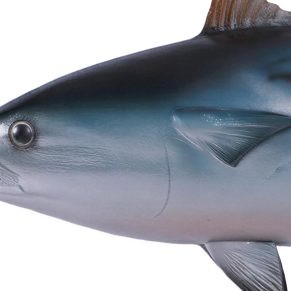 Mackerel Tuna (not in AUS)