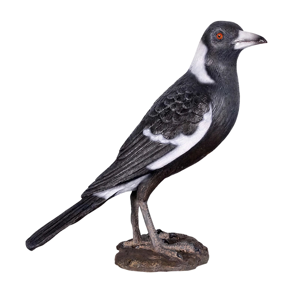 Magpie (not in Aus)