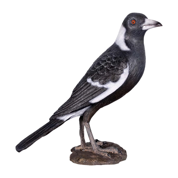 Magpie (not in Aus)
