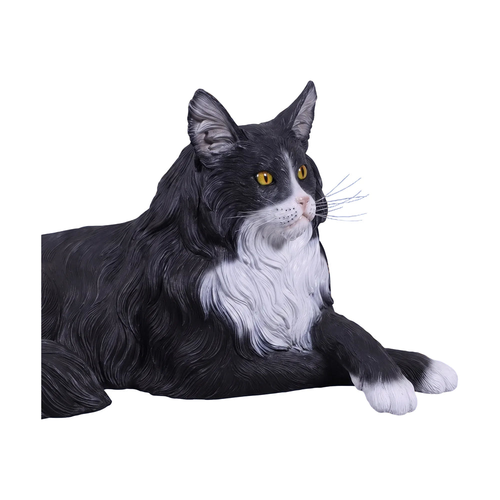 Maine Coon Cat